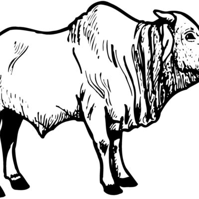 COW021 Thumbnail