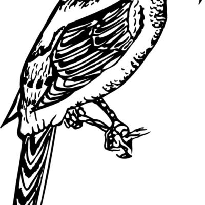 BIRD053 Thumbnail